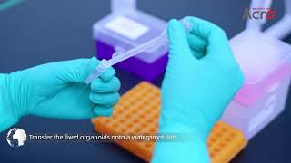 Organoid Cryosectioning