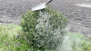 Bestäube Den Buchsbaum Damit. Der Buchsbaumzünsler Wird Ihn Nicht Angreifen