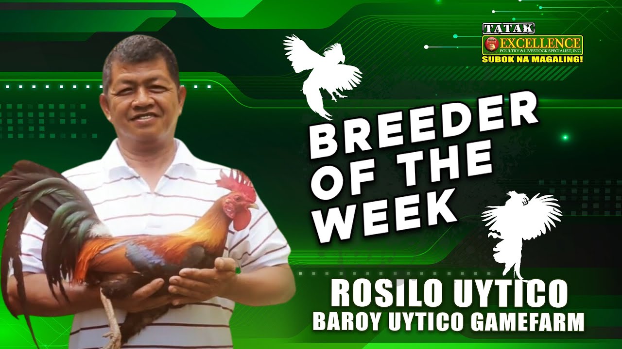 Breeder of the Week: Mr. Rosilo "Baroy" Uytico of Baroy Uytico Gamefarm