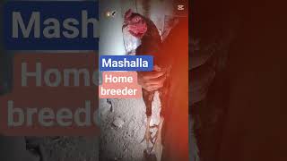 Aseel Gulwa Murgha Fight 🐔🔥 | Powerful Desi Rooster | Aseel King #shorts