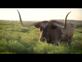 The Official State of Texas Longhorn Herd at Fort Griffin