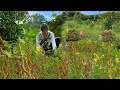 The soybeans I planted have been harvested. Preservation and cooking | Sơn Thôn