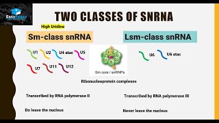 Small nuclear RNA (snRNA) / Spliceosome Pathway