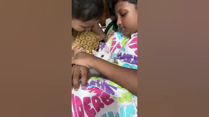 Video 8813141: persiancat kitten pets, persiancat cat pets, pets cuddles