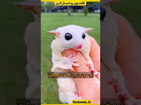 وقتی یه موجود کوچولو بشه صمیمی ترین دوستت