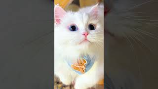 Cute Kittens❤️【161】#Shorts #Cutecat520 #Cat #Kittens #Pets