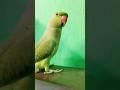 Aye Mithu…🦜💚 #mithubeta 😍#mithu #mithumithu #parrottalking #shorts  #cutebirds #ytshorts