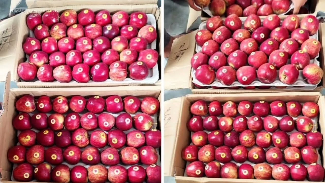 Today's apple market update in Solan Mandi | Apple Auction 2025 | himalayanfarming | Live Update