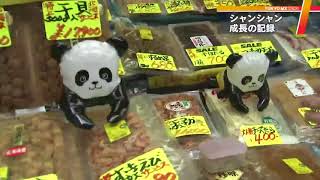 【2017年のTOKYO】上野のパンダ　シャンシャン成長の記録