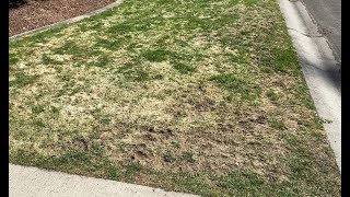 Total Lawn Restoration - Creeping Bentgrass Problems