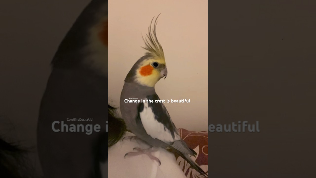 Zoro The Cockatiel Biggest Crest❤️