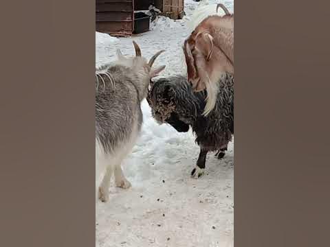 Козёл и баран бодаются - YouTube