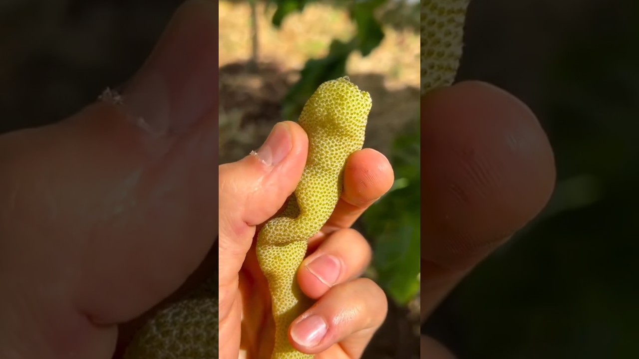 Enjoy tasty fruits cutting ASMR and beautiful nature😋🍑