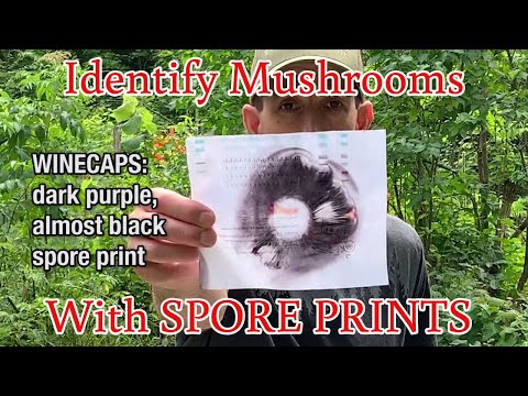 What Color Is A Shiitake Spore Print