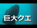 【巨大魚】小浦一文字 釣りの帝王 巨大クエ 【水中映像】