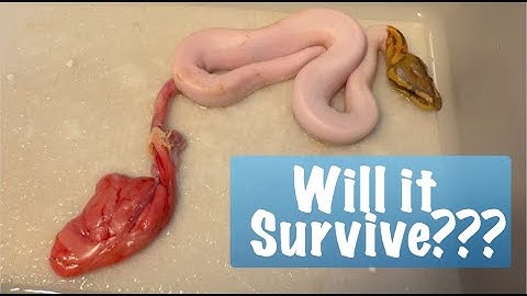 How To Ligate Umbilical Chord on a Ball Python