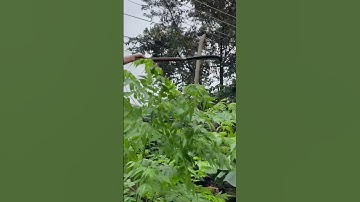 Tôi làm con dao quắm phát rẫy bằng thép chốt xích xe tăng chặt cây như chặt chuối vậy