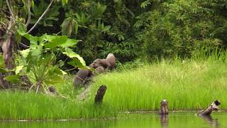 Family of Rare Giant Otters Grooming Each Other