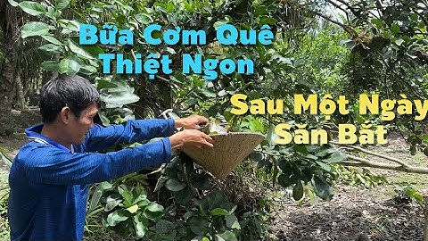 Chiều Nay Thọt Ổ Kiến Vàng Mình Đi Câu Cá Đem Về Nấu Chua | Cù Lao Dung Vlogs #765