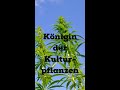 Warum Hanf die beste Pflanze ist #Kurzvideos