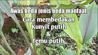 cara membedakan kunyit putih dan temu putih#kunyitputih#temuputih