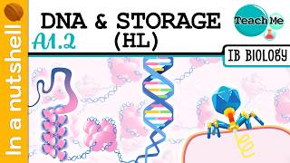 (A1.2) - DNA & Storage [In A Nutshell] - IB Biology (HL)