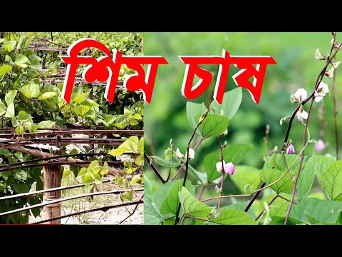 ভিডিও: স্যাডাস্ট মালচিং: মাটির জন্য করাত মালচিংয়ের সুবিধা এবং অসুবিধা। আমি কি তাদের সাথে রাস্পবেরি এবং রসুন গড়াতে পারি? তাজা করাত ব্যবহার করা যাবে?