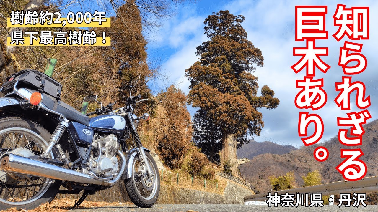 【SR旅】神奈川県にも屋久島レベルの巨木あり！丹沢の奥地に堂々と立つ「箒杉」を訪ねる旅