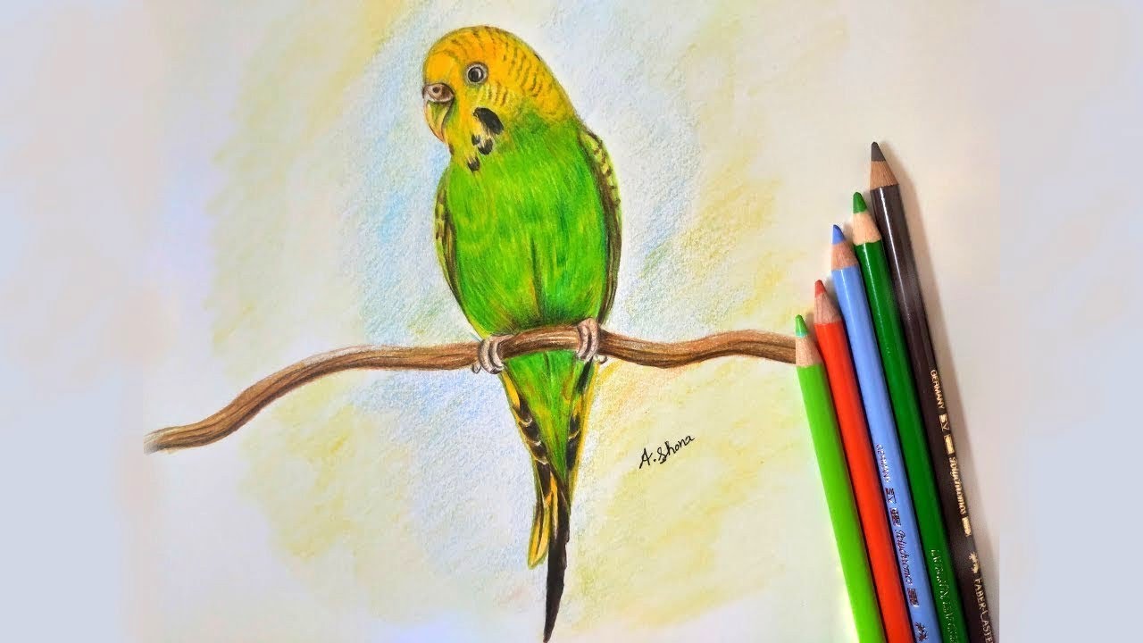 How To Draw Budgie || Using Colour Pencils - YouTube