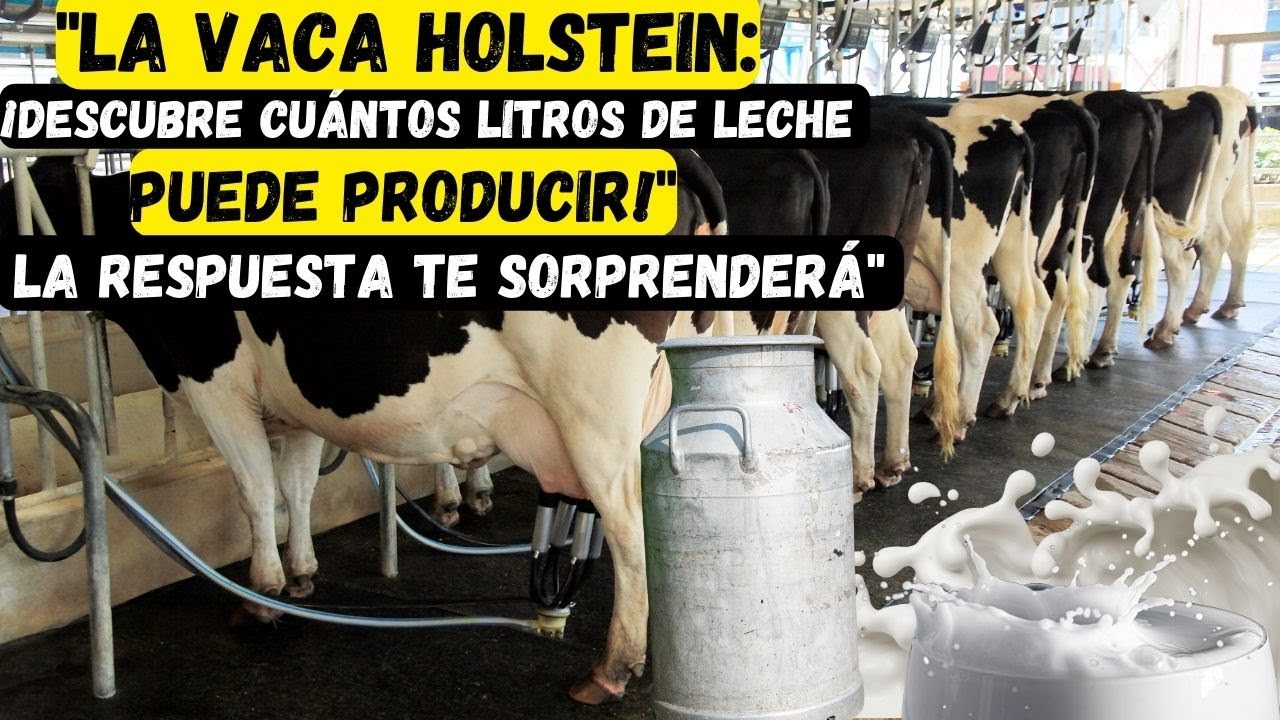 ¿Cuántos litros de leche da una vaca de raza Holstein - YouTube