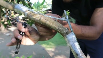 This is How to Bridge grafting on plants