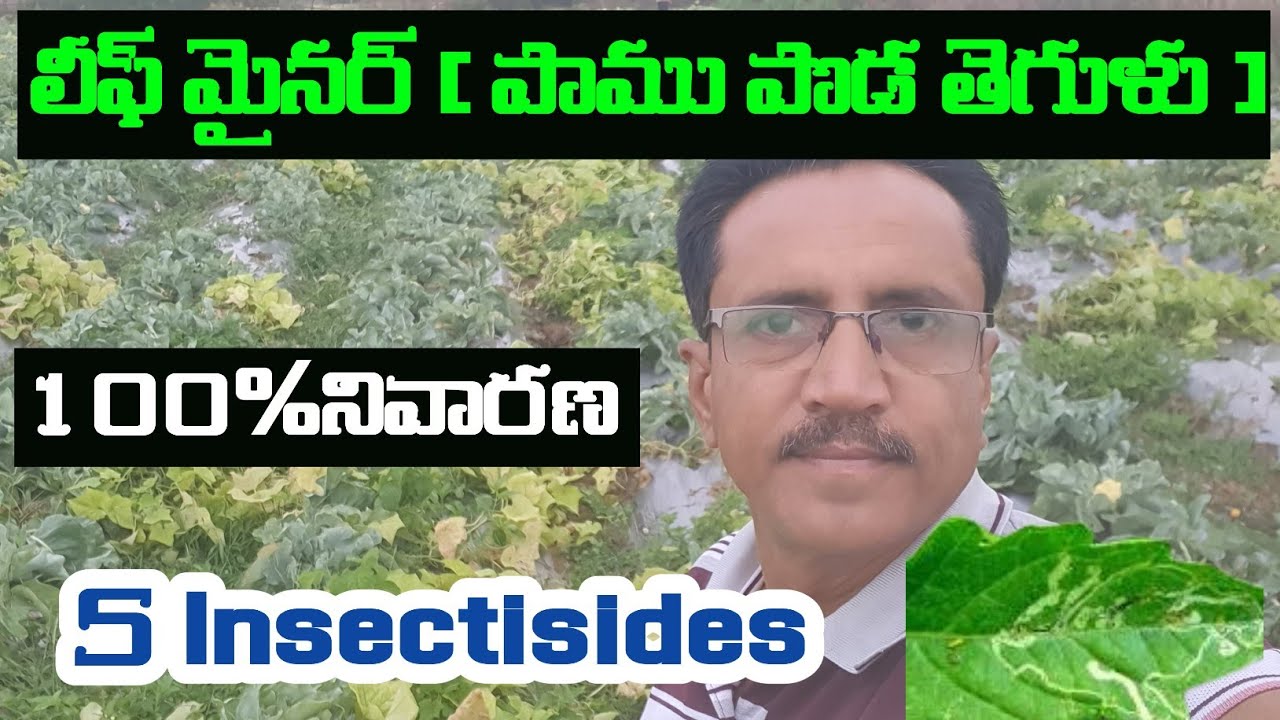 Leaf Miner Diseases || Insectisides || తీగ జాతి కూరగాయల లో లీఫ్ మైనర్ నివారణ.