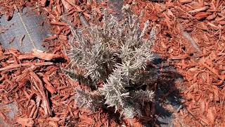 Is my lavender field dead?