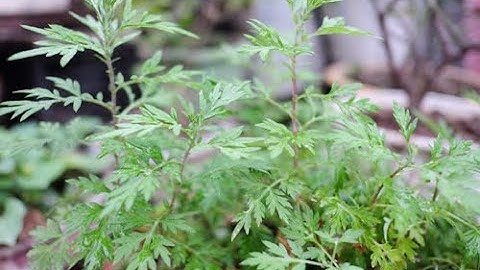 Ngải cứu: Cây thuốc nhiều tác dụng điều trị hay