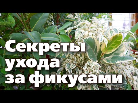 Видео: Фикусын төрөл