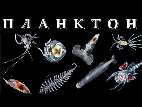 ПЛАНКТОН - Дрейфующая биомасса