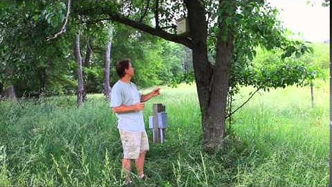 Using Bait Hives for Swarm Catching