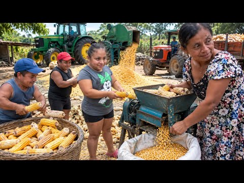 ENTREGAREMOS MAIZ A DOÑA AMALIA Y A MARI