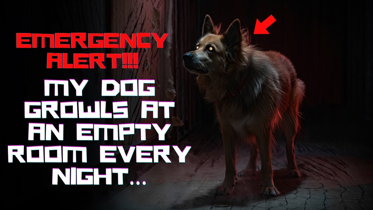 My Dog Growls at an Empty Room Every Night… Except It’s Not Empty. | Creepypasta