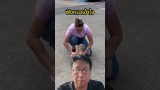 หมาเห่าแบบนี้ แปลว่าอะไรกันแน่? 🐶🔊 #หมาเห่า #หมาเห่าเครื่องบิน #พฤติกรรมหมา