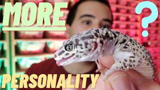 Do Leopard Geckos have MORE personality | than OTHER geckos ? ? (2022)
