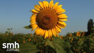 MH17: The Sunflower Project