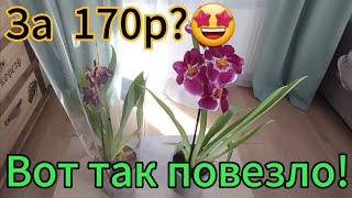 картинка: Что бывает в ОБИ со скидкой г.Санкт-Петербург.Пробежимся.#обзорорхидейвмагазине #цветы#скидка