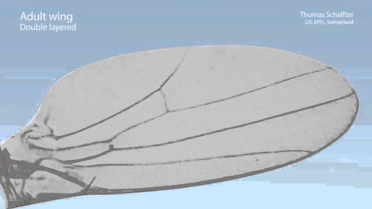 Drosophila Wing - YouTube