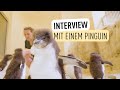 Küken-Rekord bei Felsenpinguinen! I Tiergarten Schönbrunn