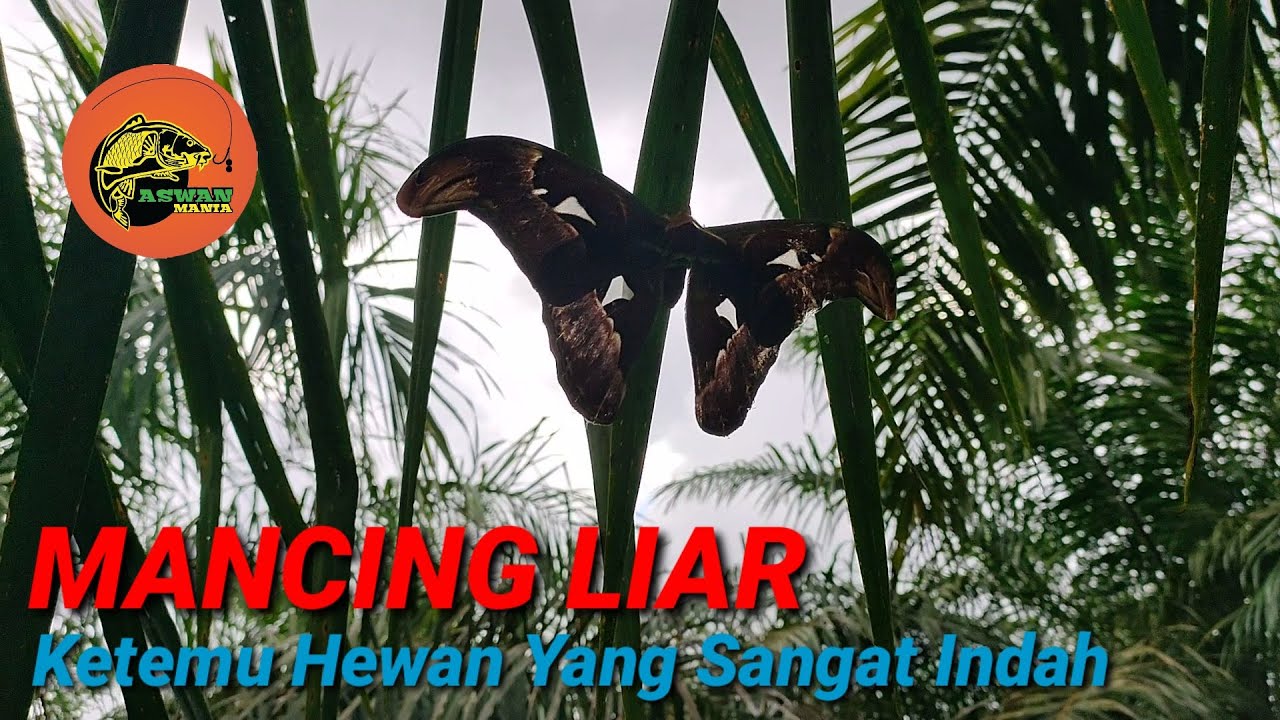 mancing liar ketemu hewan yang sangat indah | strike wader