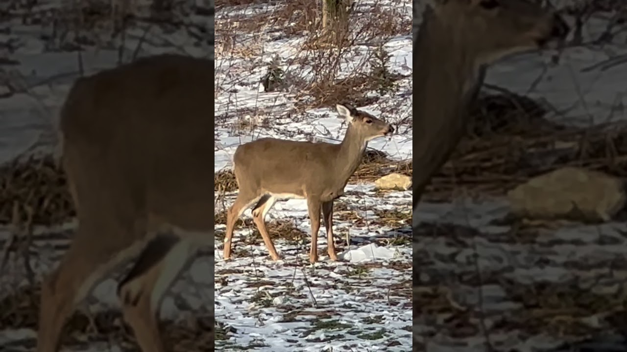 Doe eats a Daikon Radish - 