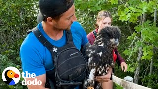 Guy Rescues Eagle From River Just In Time | The Dodo