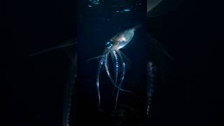 most mysterious deep sea creatures #seacreatures #mystery #creatures #wildlife