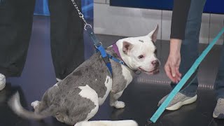 Adopt-A-Pet:  C.A.R.E. (Community Animal Rescue Effort)